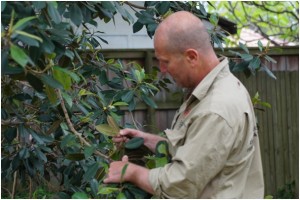Inspecting to identify pests/diseases.